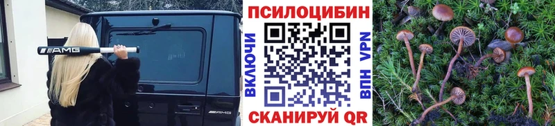 Купить где  Чкаловск  Псилоцибиновые грибы Cubensis 